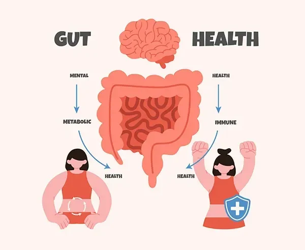 gut health vs brain health